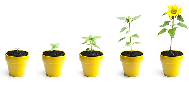 5 pots showing the stages of plant growth